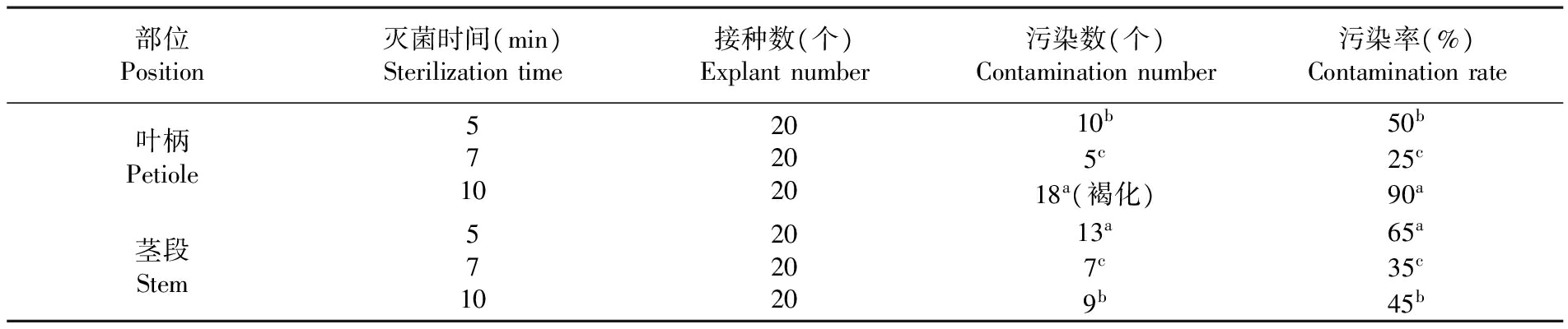 金钻蔓绿绒的91香蕉视频APP下载官网苗繁殖生产技术研究