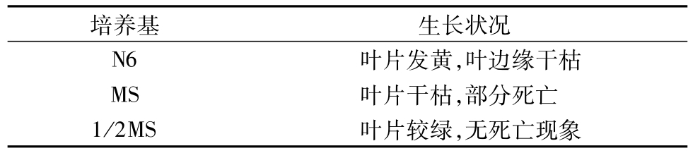 芦苇91香蕉视频APP下载官网快繁技术的研究