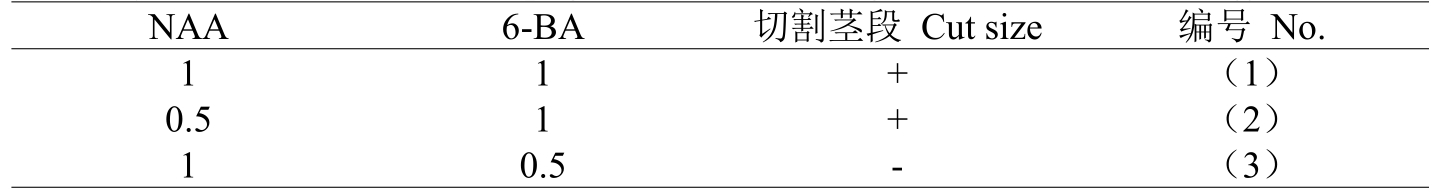 铁皮石斛91香蕉视频APP下载官网体系的建立