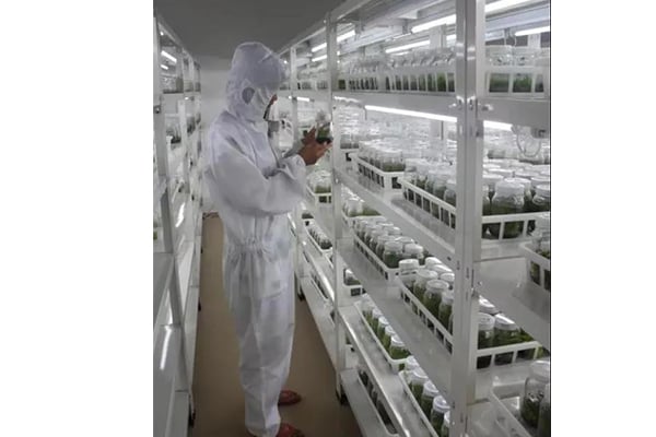 哪些因素影响木本植物的91香蕉视频APP下载官网技术