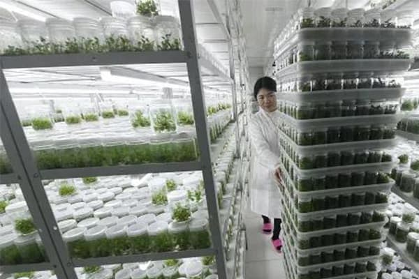 植物91香蕉视频APP下载官网培养室基本原理