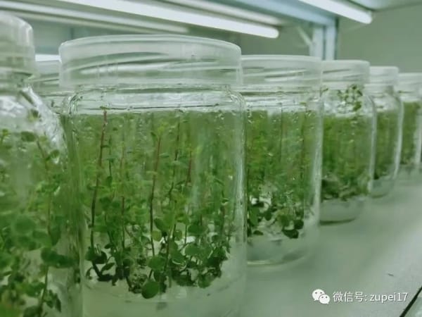 91香蕉视频APP下载官网